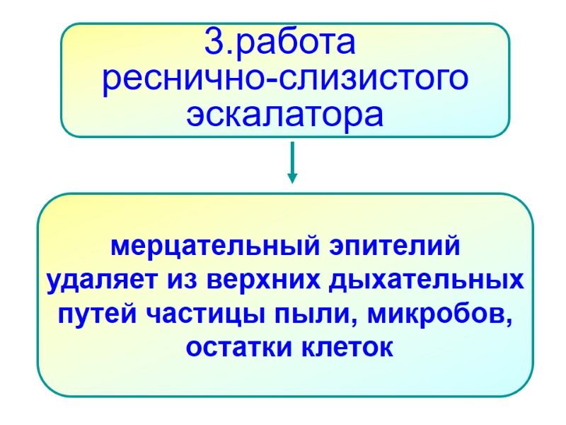 3.работа  реснично-слизистого эскалатора мерцательный эпителий удаляет из верхних дыхательных путей частицы пыли, микробов,